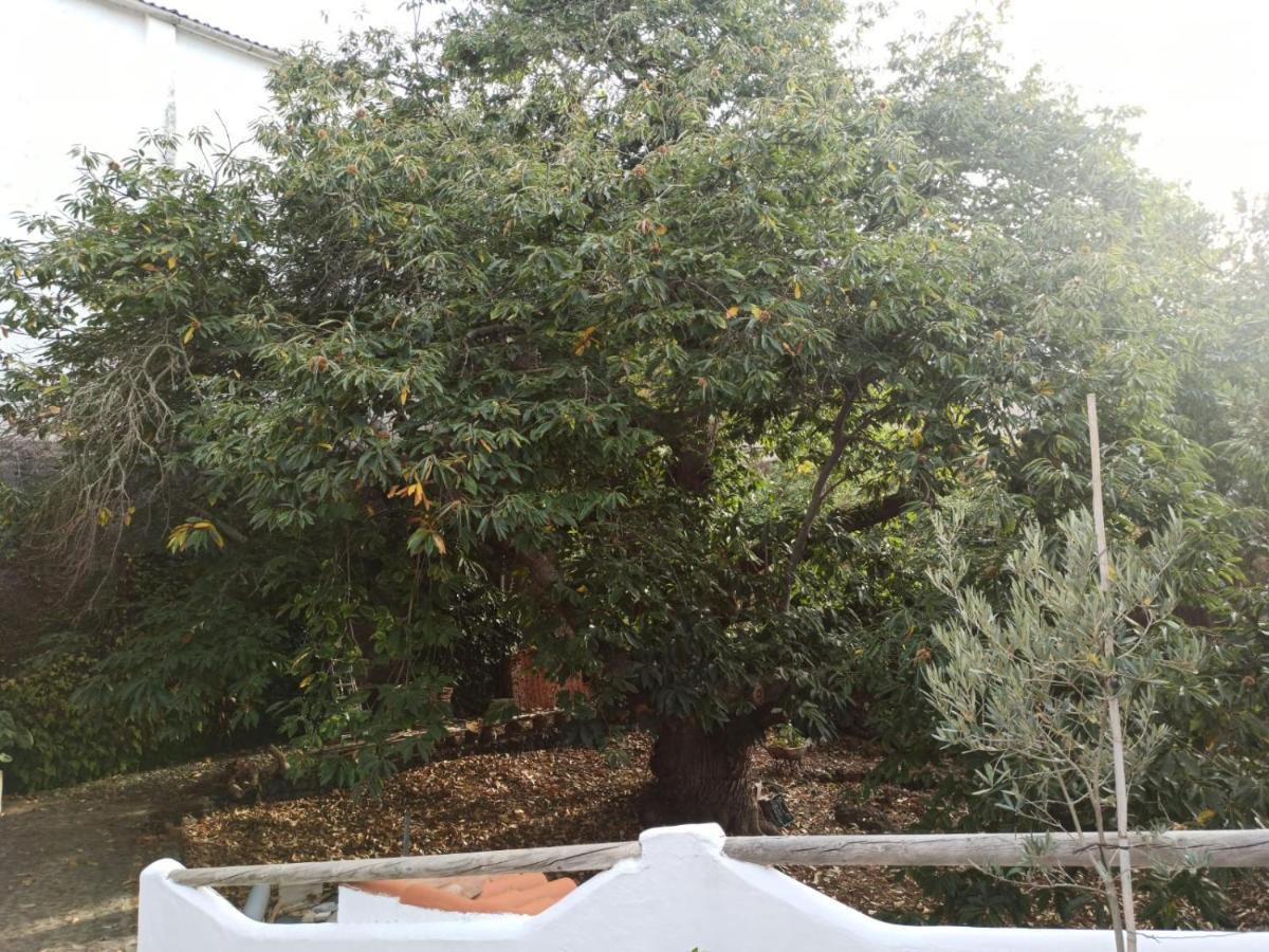 Casa El Comisario Apartment El Tanque ภายนอก รูปภาพ